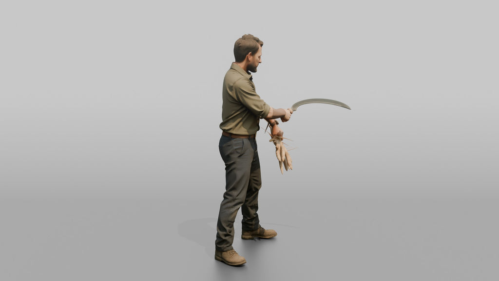 Farmer Slicing Wheat Stalks Hand Sickle