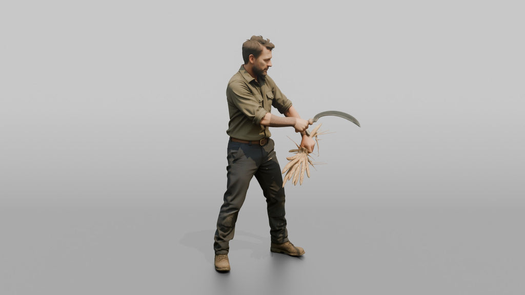 Farmer Slicing Wheat Stalks Hand Sickle