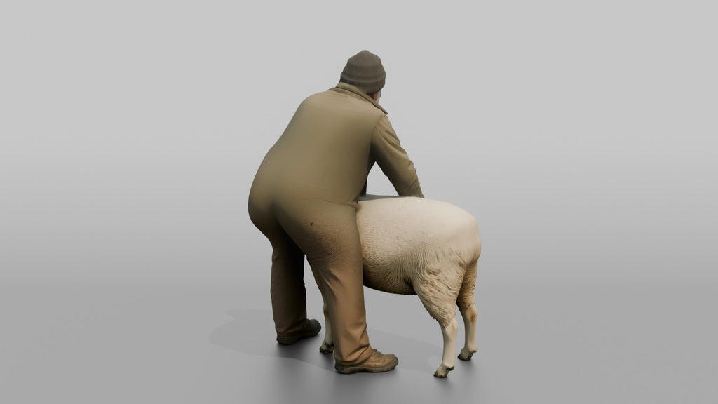 Farmer Checking Sheep's Wool Density